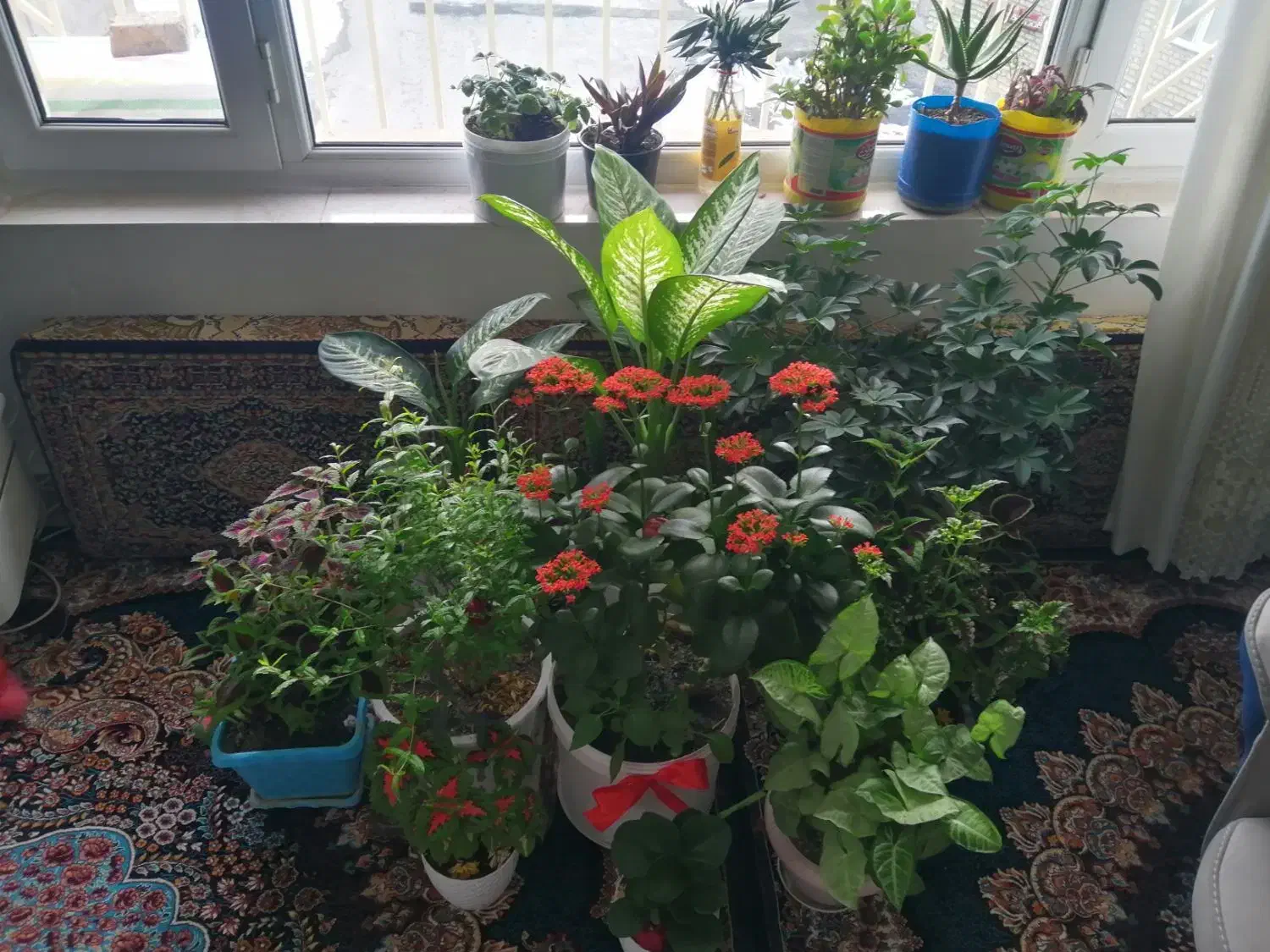 گل و گیاه|گل و گیاه طبیعی|دهگلان, |دیوار