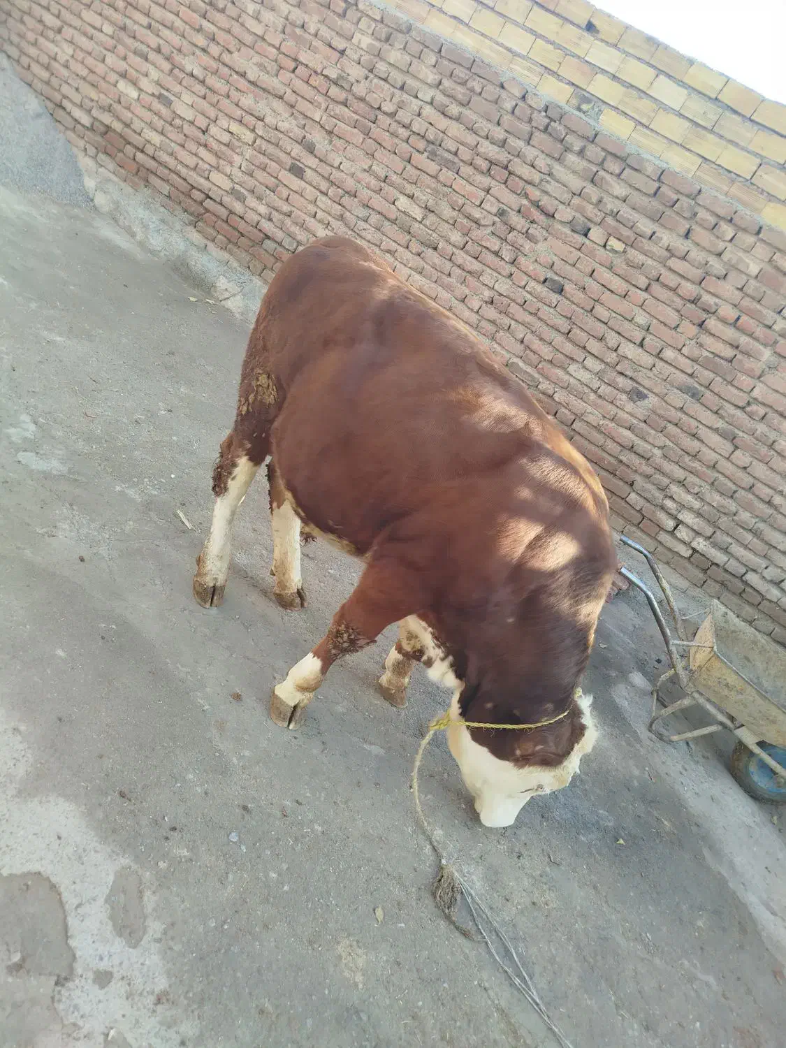 گاو نر|حیوانات مزرعه|نظر کهریزی, |دیوار