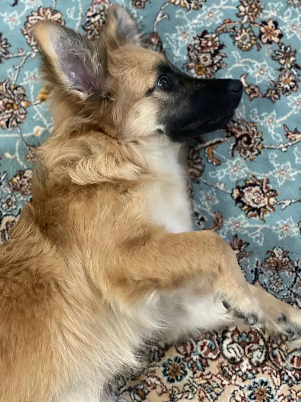 سگ اشپیتز|سگ|کرمانشاه, |دیوار