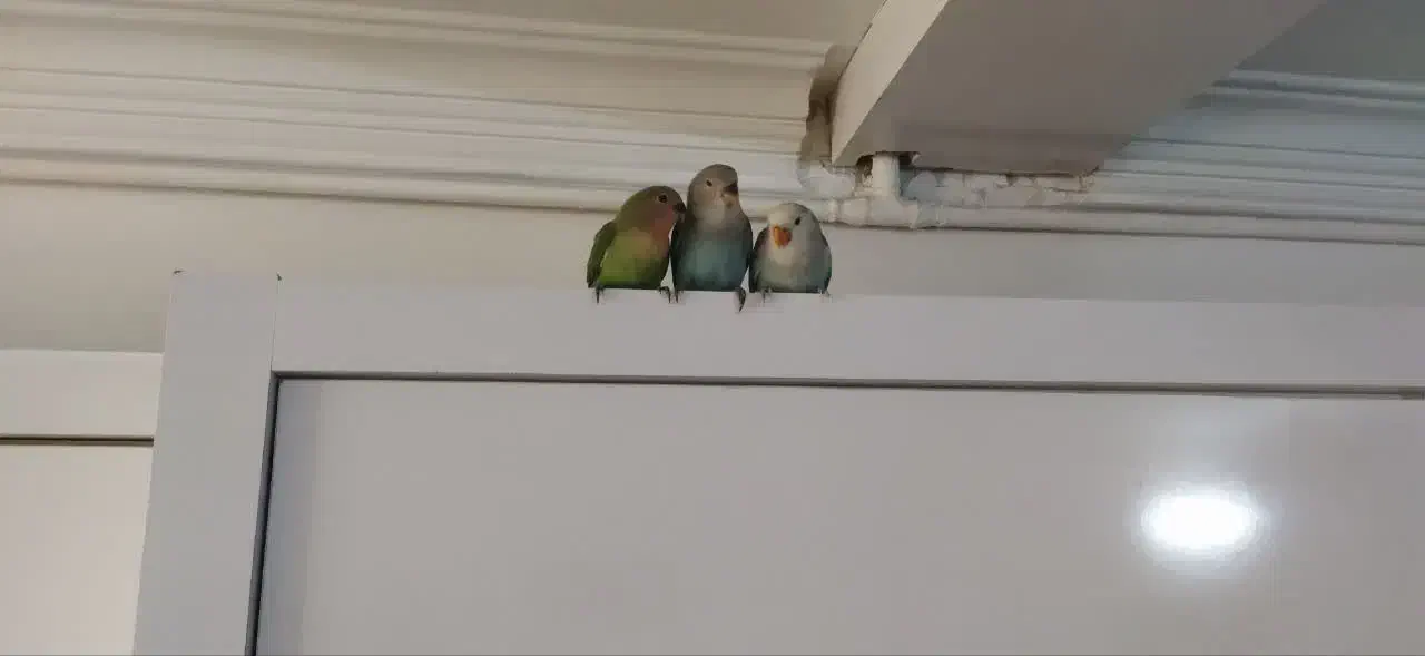 کوتوله برزیلی|پرنده|مشهد, شهرک امام هادی (شهرک غرب)|دیوار