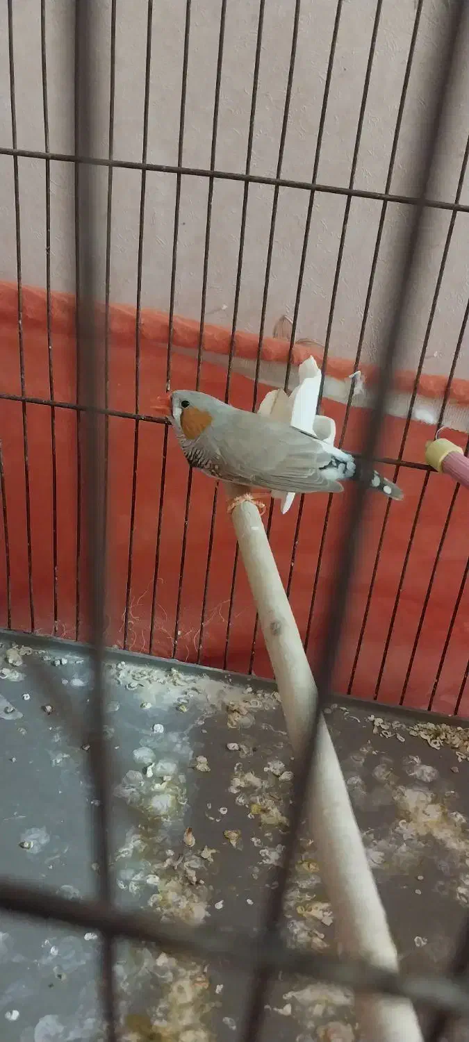 فنچ کینگ|پرنده|تهران, یافت‌آباد|دیوار