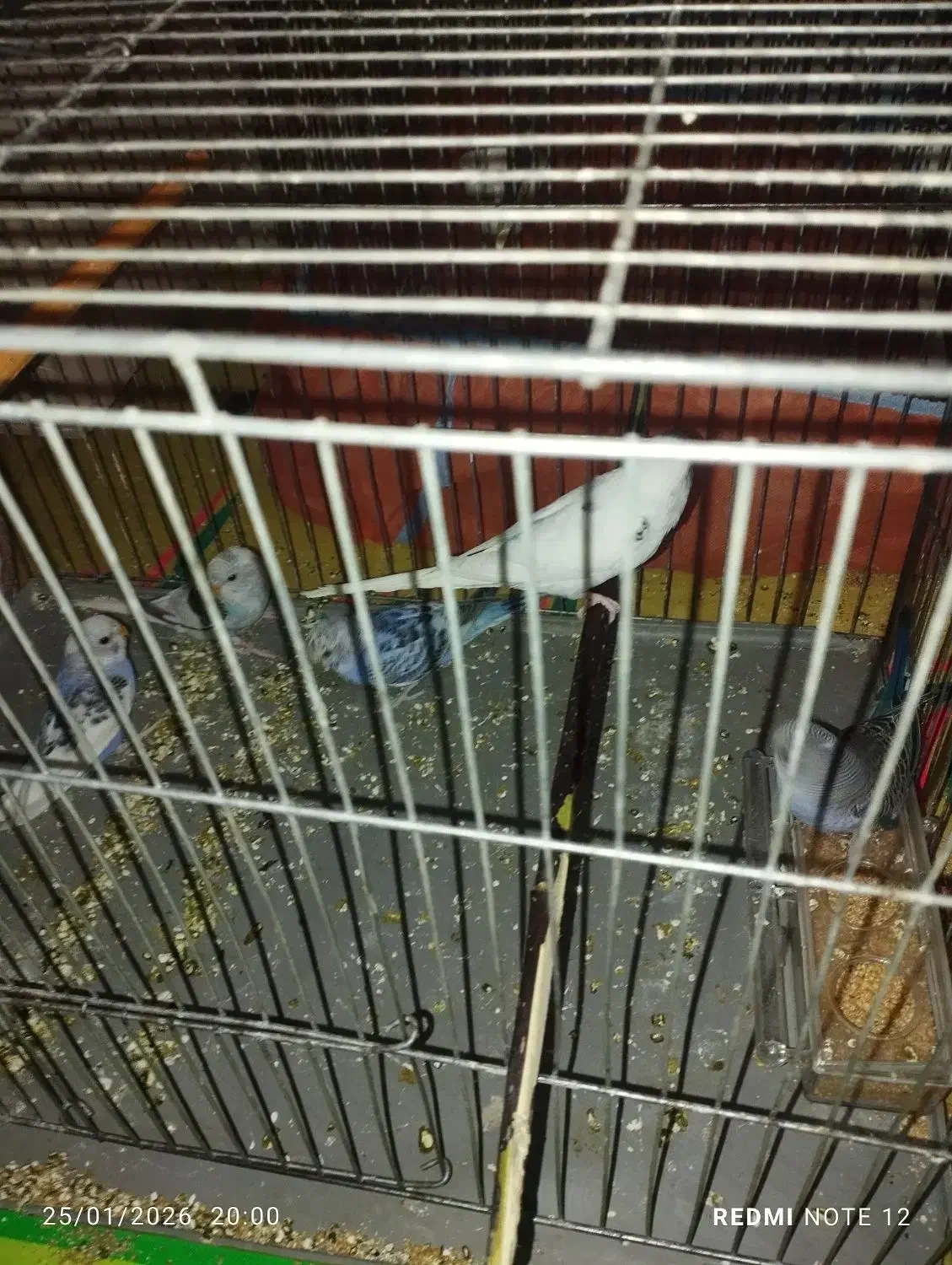 مرغ عشق|پرنده|نقده, |دیوار