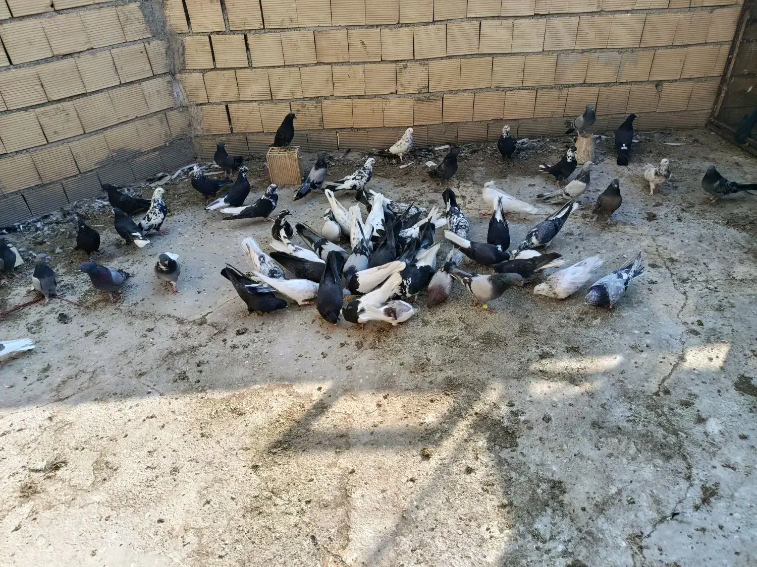 کبوتر اصفهانی|پرنده|خمینیشهر, |دیوار