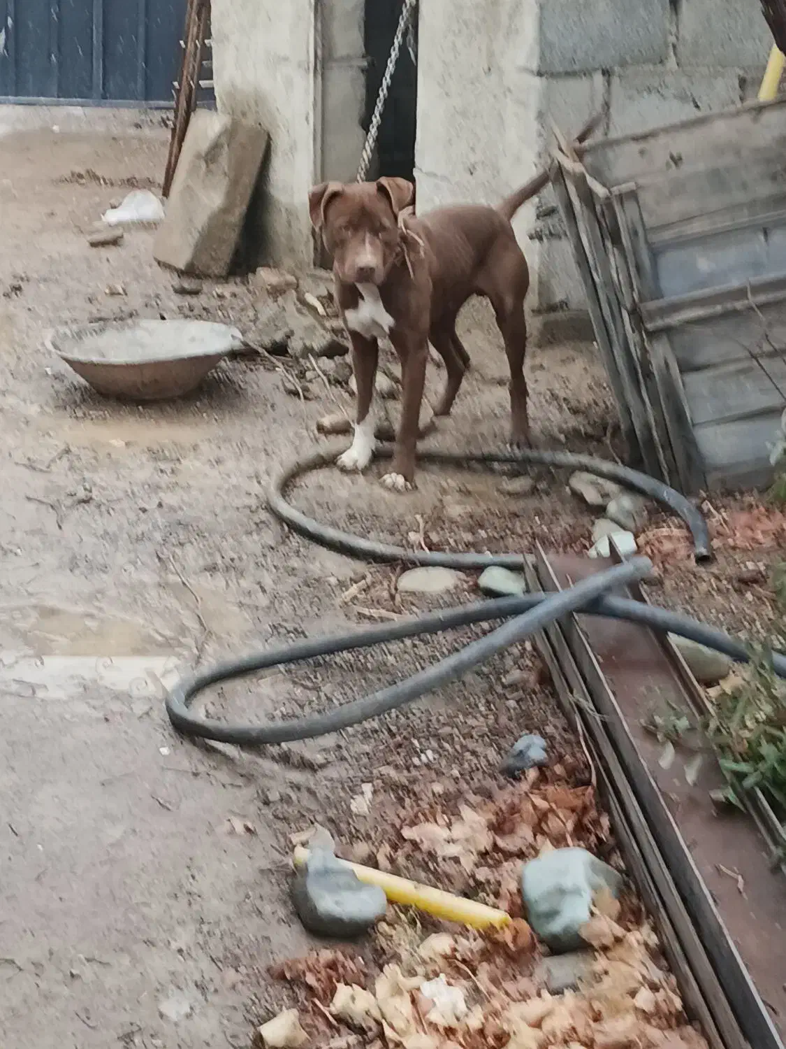 پیتپول|سگ|کرج, حصارک بالا|دیوار