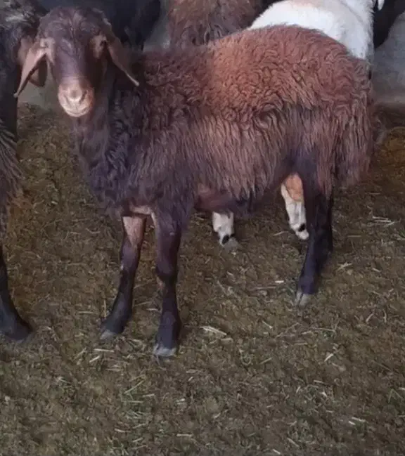 بره قوچ|حیوانات مزرعه|صحنه, |دیوار