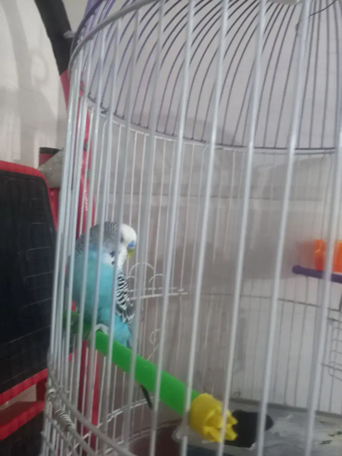 چهار عدد مرغ عشق|پرنده|چهاردانگه (تهران), |دیوار