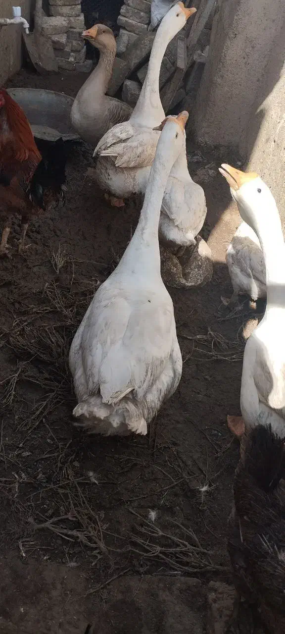 قوغاز اوکراینی گردن ماری|حیوانات مزرعه|زابل, |دیوار