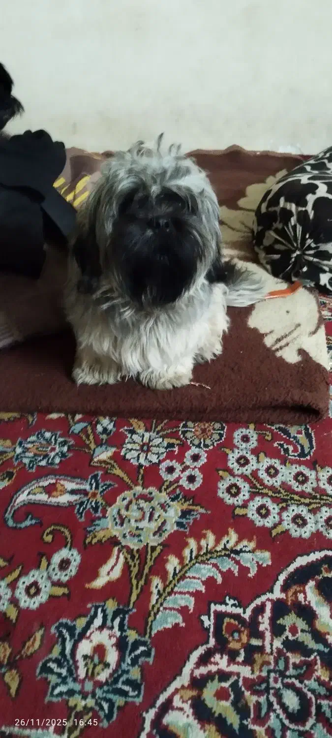 نر یک ساله|سگ|گرگان, |دیوار