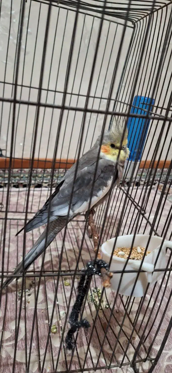 عروس هلندی|پرنده|اردبیل, |دیوار