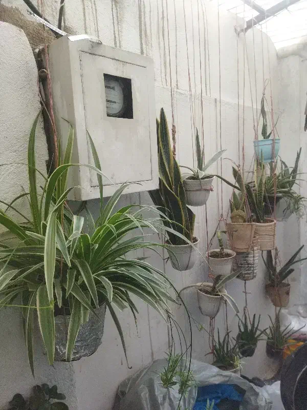 گل اپارتمانی|گل و گیاه طبیعی|بومهن, |دیوار