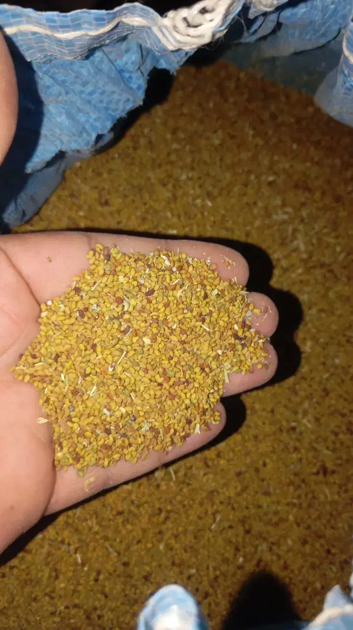 بذر علف|گل و گیاه طبیعی|ایرانشهر, |دیوار