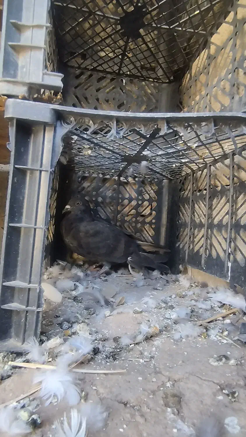 کفتر|پرنده|دهدشت, |دیوار