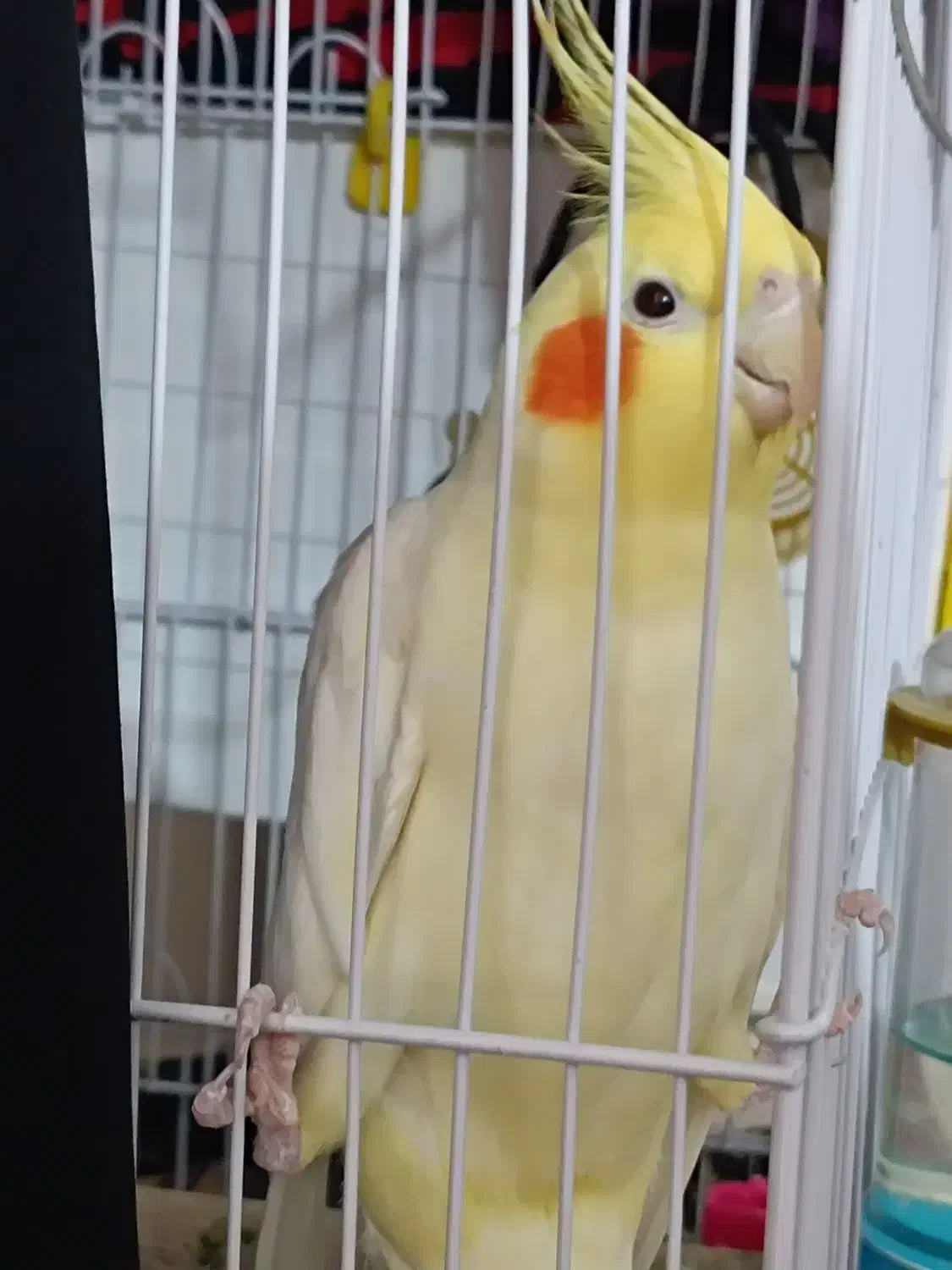 عروس هلندی|پرنده|آغاجاری, |دیوار