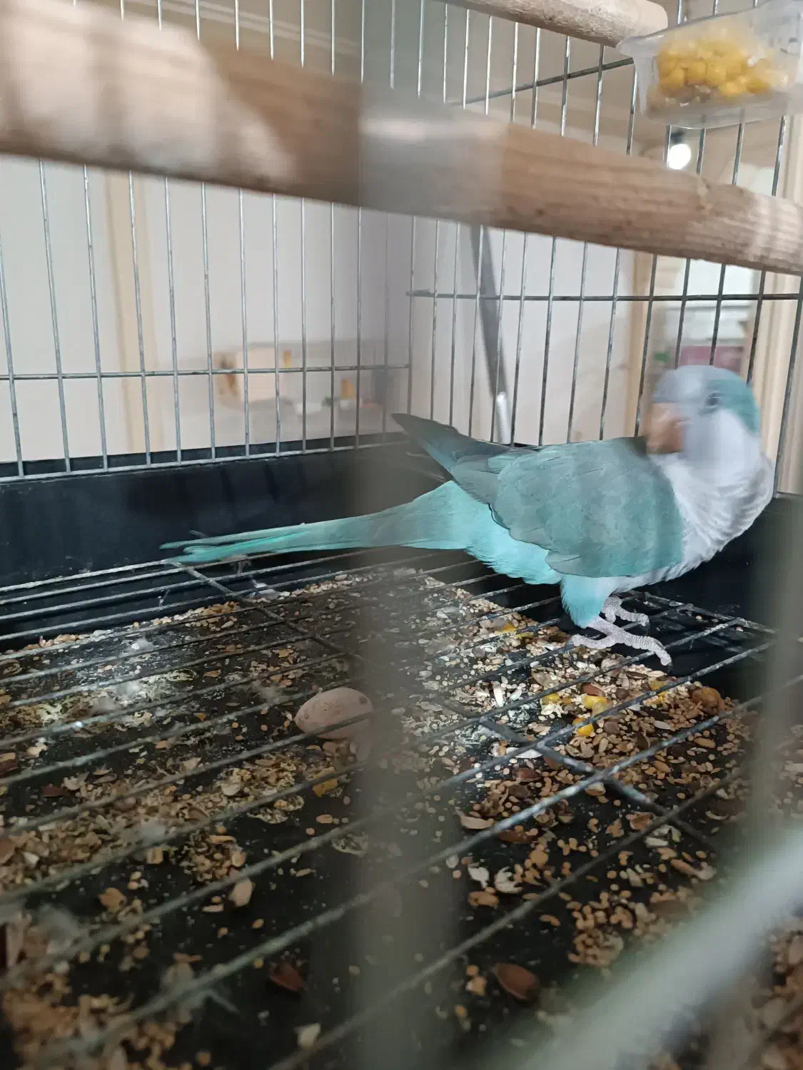 راهب ابی کاملا دستی|پرنده|قدس, شهرقدس|دیوار