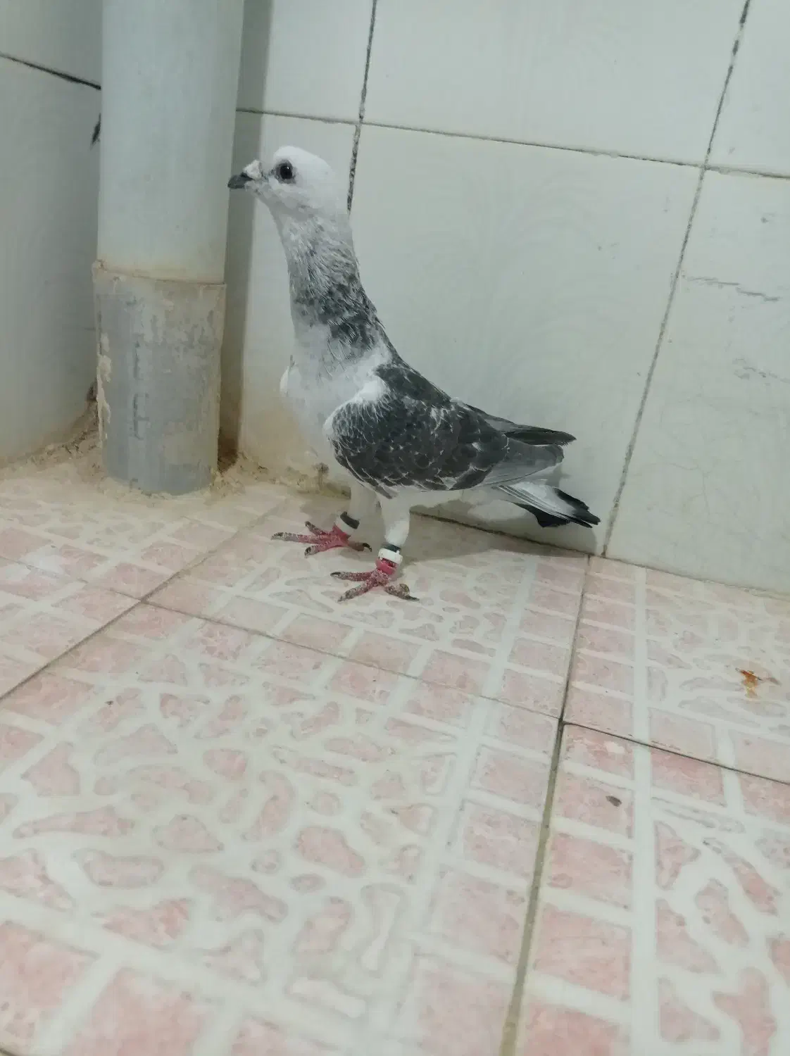 کبوتر کرمانی|پرنده|تربت‌حیدریه, ترمینال|دیوار