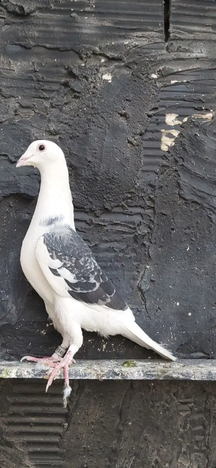 کفتر|پرنده|چهاردانگه (تهران), |دیوار