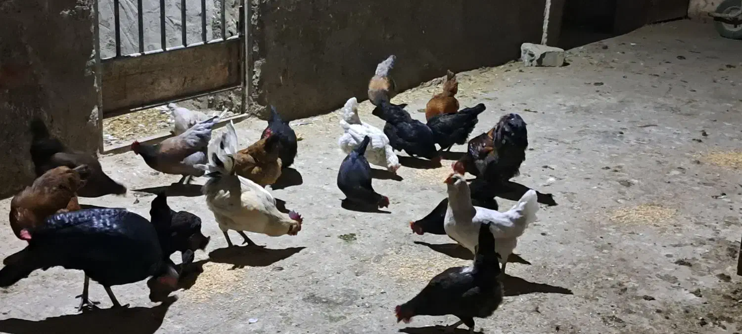 مرغ و خروس|حیوانات مزرعه|ملایر, |دیوار