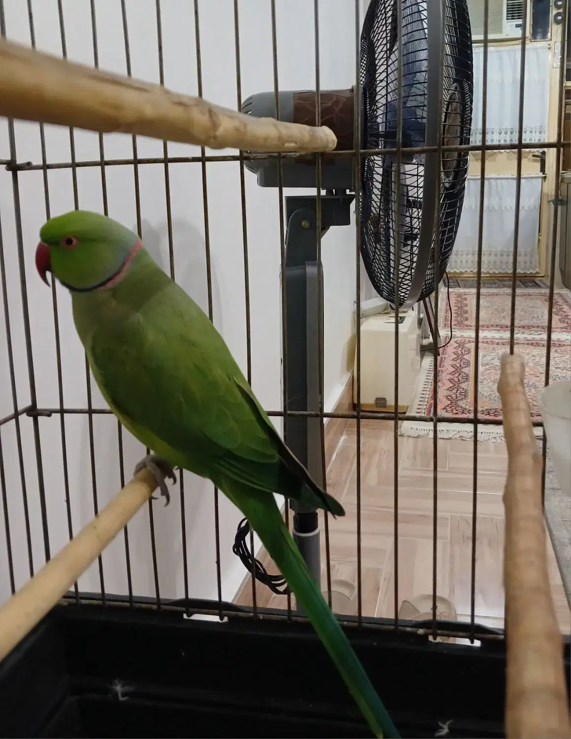 طوطی ملنگوی نر|پرنده|رشت, جماران|دیوار