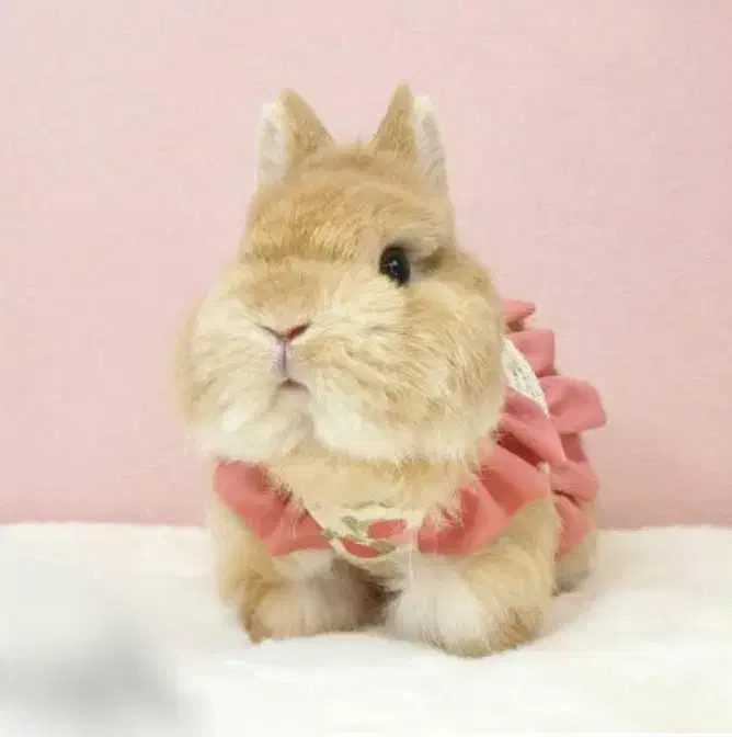 باگز بانی لوپ باهوش مینیاتوری خرگوش|موش و خرگوش|اصفهان, جلفا|دیوار