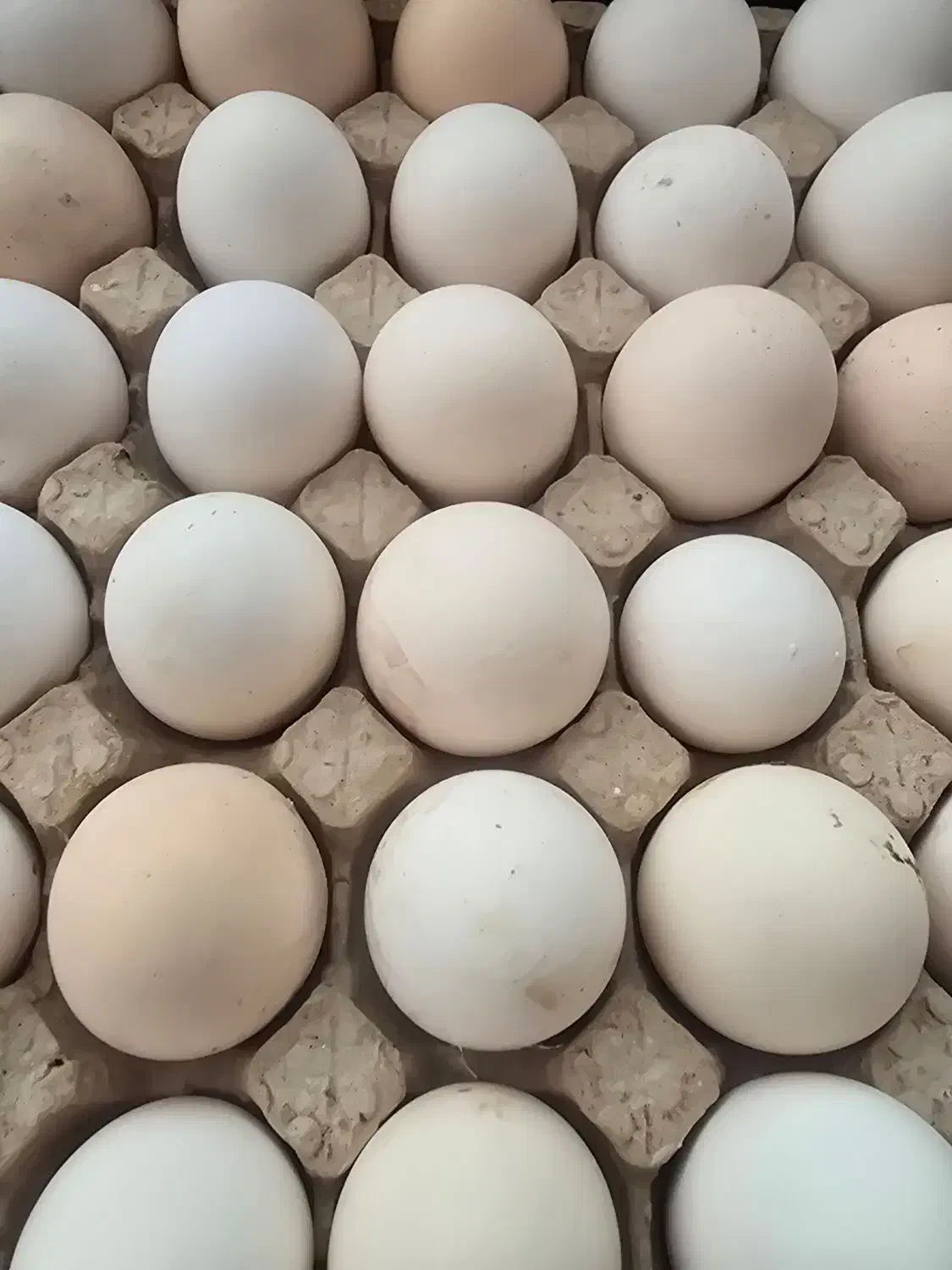 تخم مرغ بومی|خوردنی و آشامیدنی|خمینیشهر, |دیوار