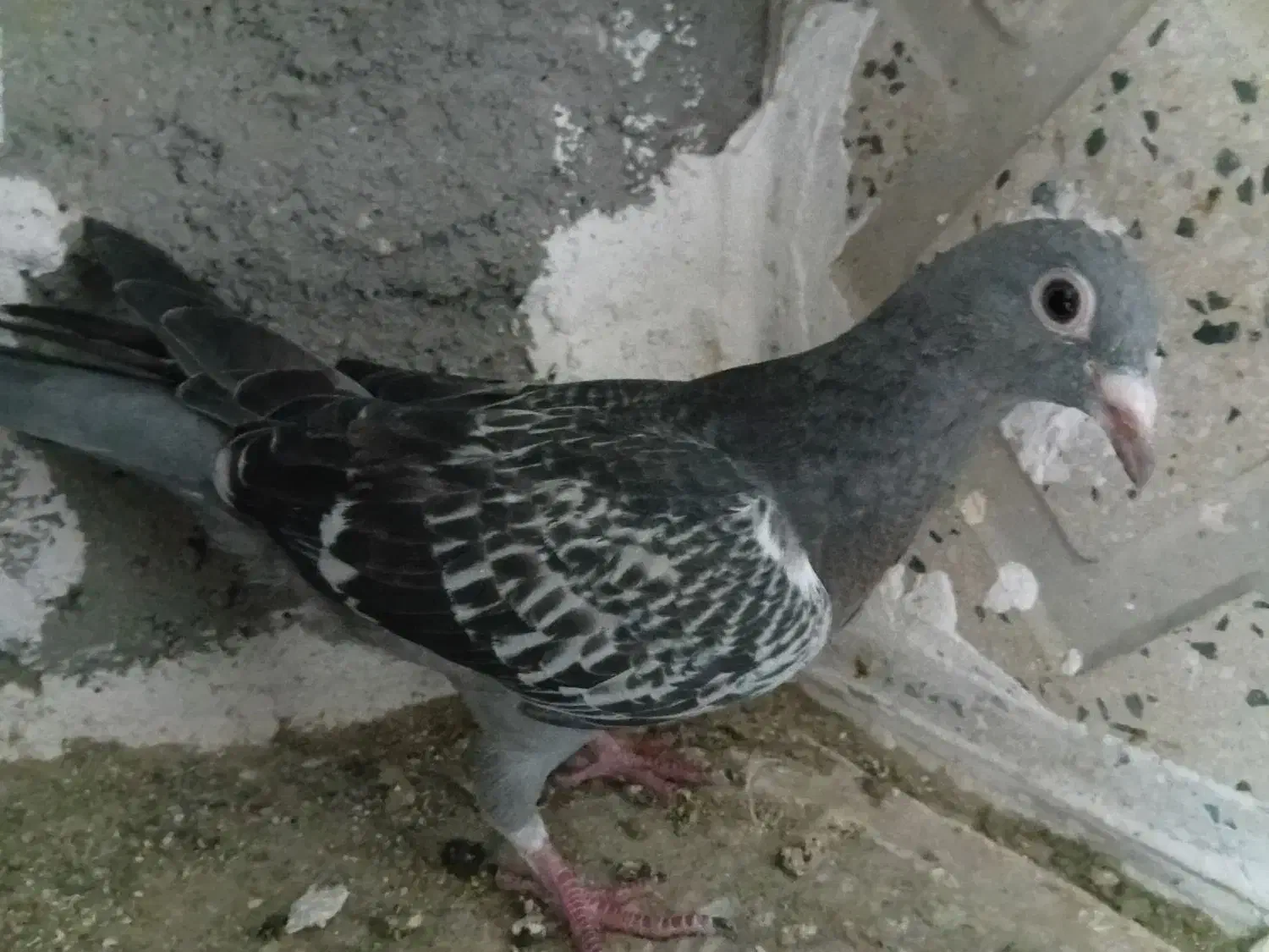 کبوتر|پرنده|اردبیل, |دیوار