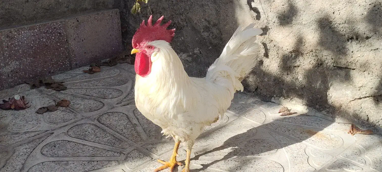 خروس|حیوانات مزرعه|قروه, |دیوار