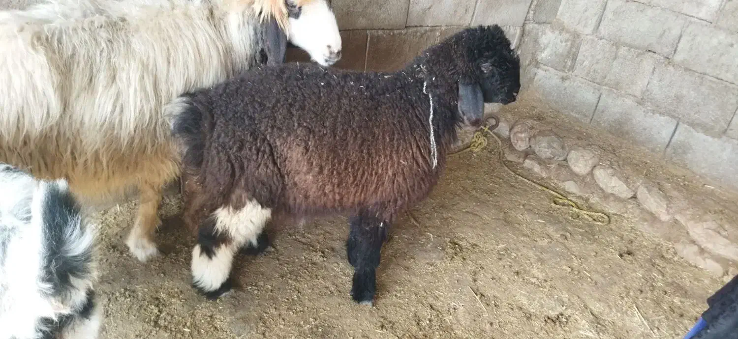 بره|حیوانات مزرعه|گتوند, |دیوار