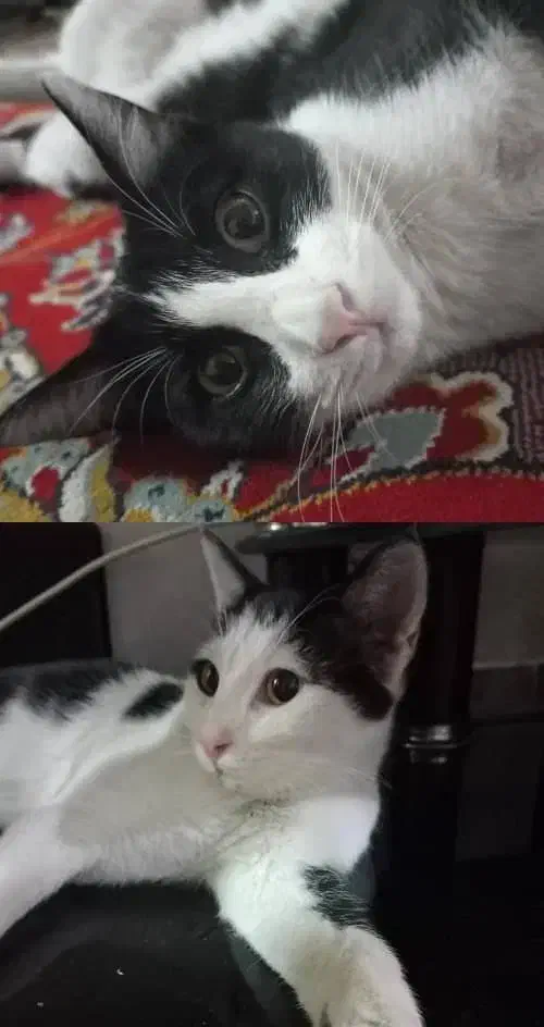 دوتا بچه گربه ۸ماهه گمشده|گربه|قم, سالاریه|دیوار