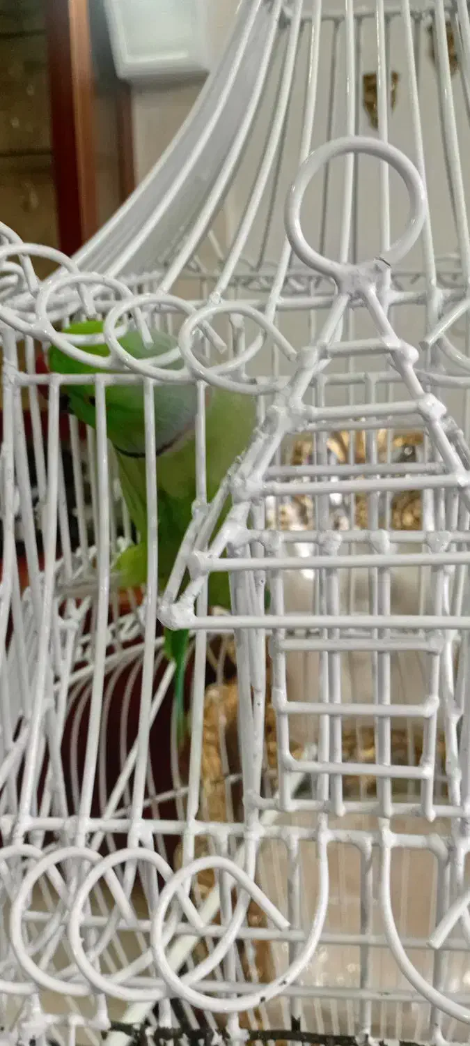 شاه طوطی ملنگو بالغ نر|پرنده|ری, دولتآباد|دیوار