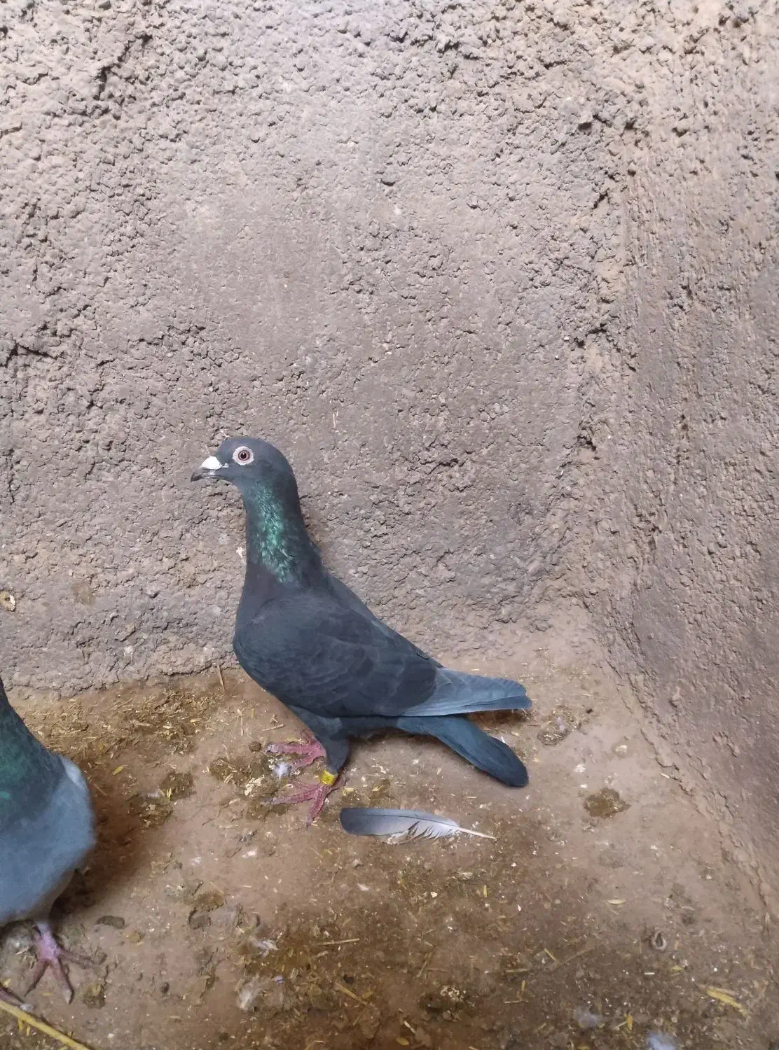 زاغ ماده 500|پرنده|زیرکوه, |دیوار