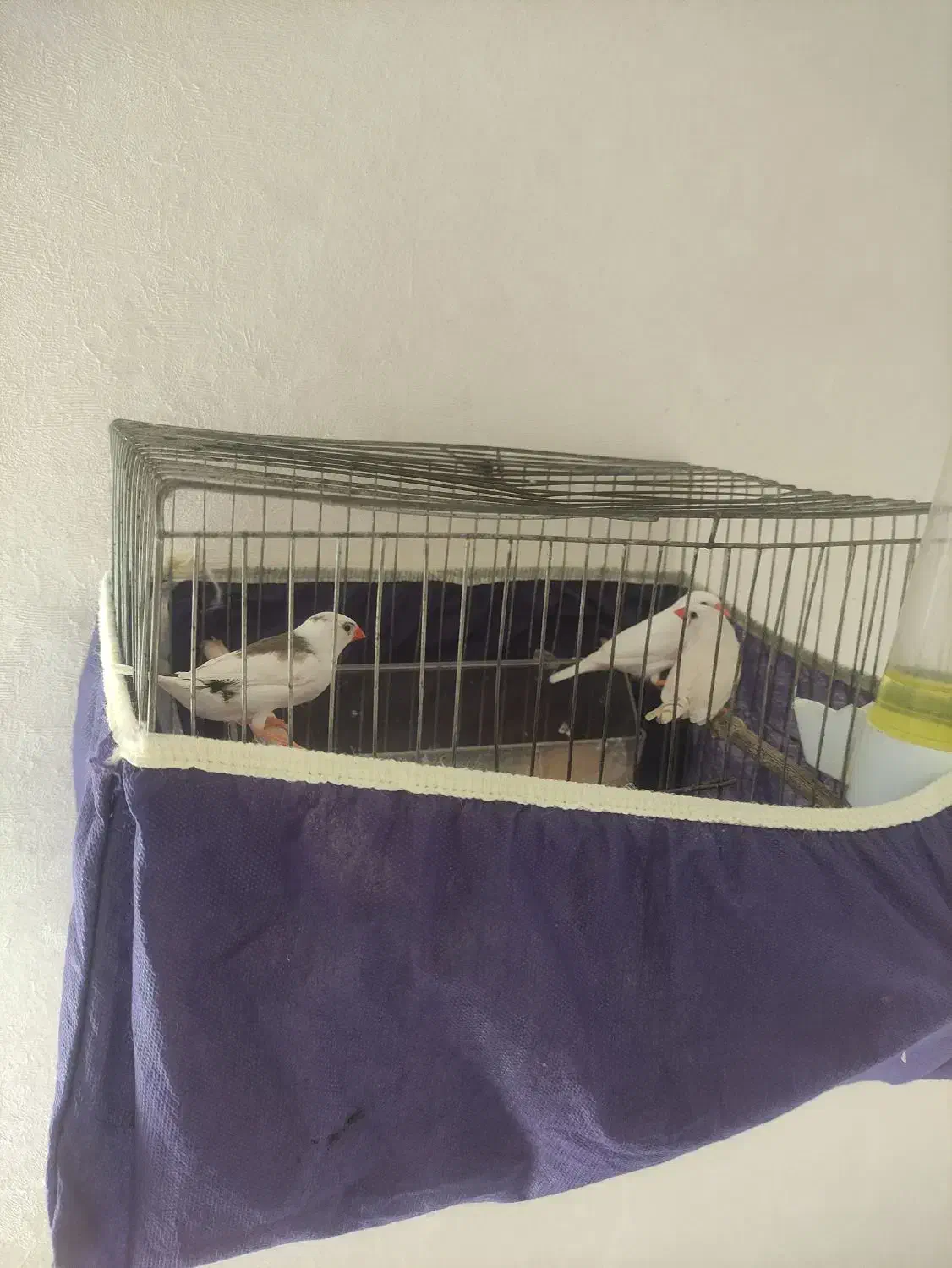 سه عدد فنچ همراه قفس|پرنده|محمدشهر, شهرک پیام (مهرالبرز)|دیوار