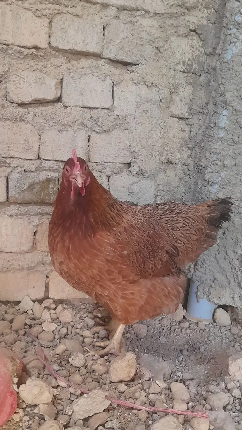 مرغ|حیوانات مزرعه|بروجرد, |دیوار