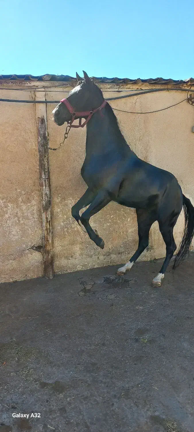 اسب مشکی نریون عرب خالص ایرانی|اسب و تجهیزات اسب‌سواری|هشتگرد, فشند|دیوار
