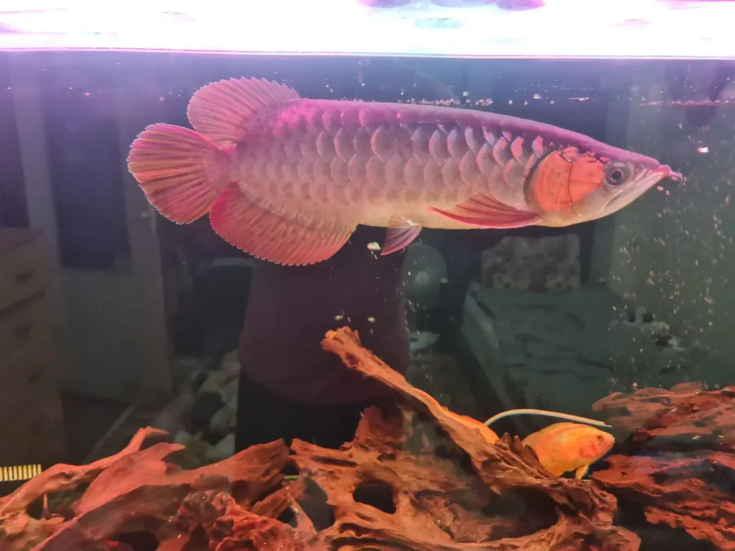 آروانا سوپر رد|ماهی|تهران, توحید|دیوار