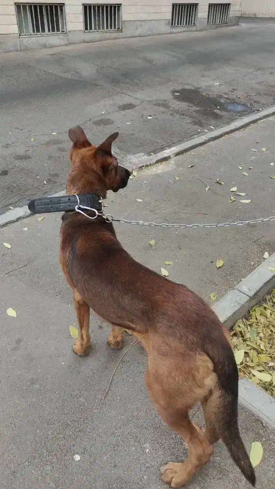 میکس دوبرمن و ژرمن|سگ|تهران, پیکان شهر|دیوار