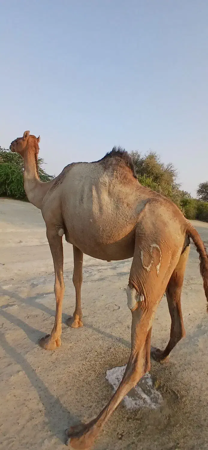 فروشی|حیوانات مزرعه|میناب, |دیوار