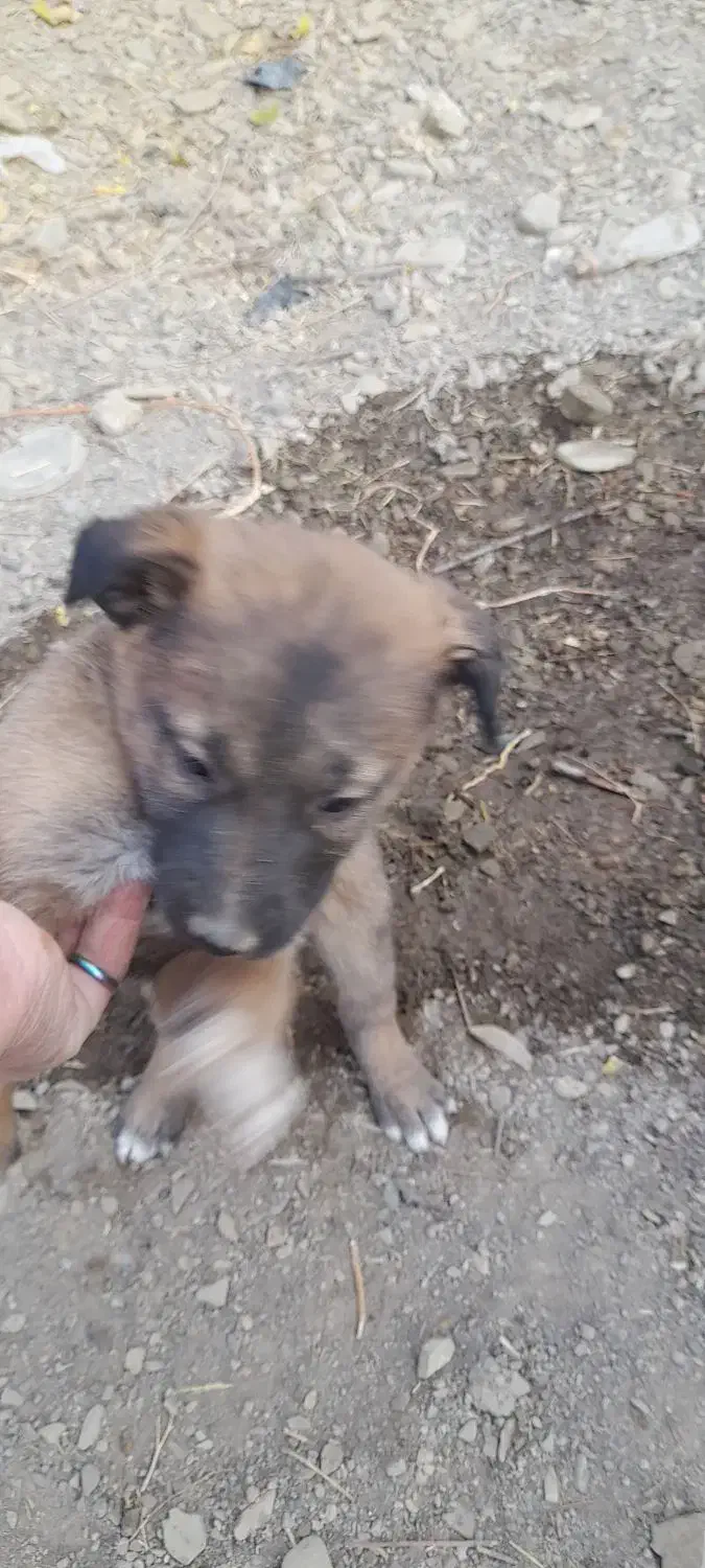 توله مالینویز نر|سگ|طرقبه, |دیوار