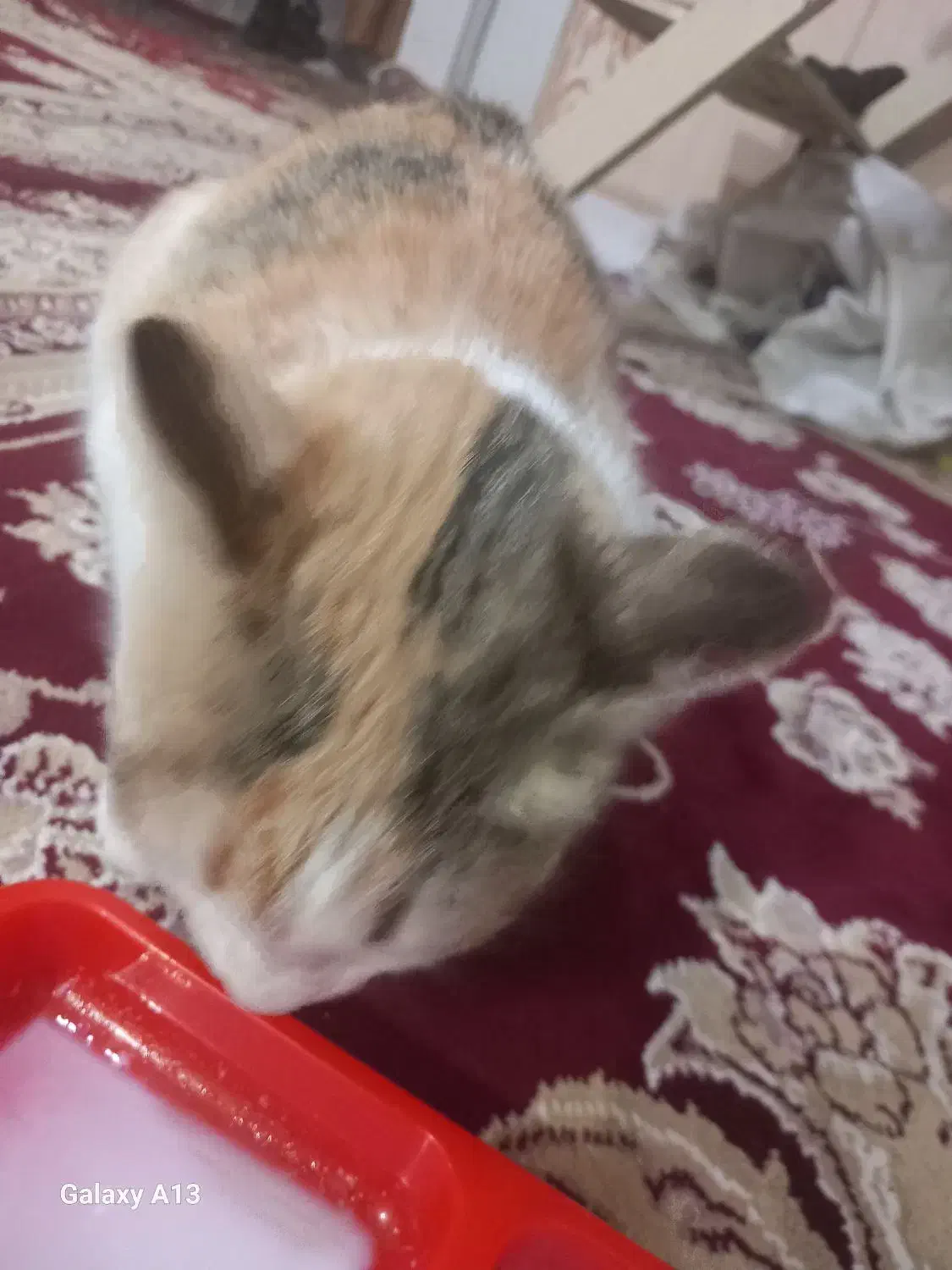 گربه|گربه|ابهر, |دیوار