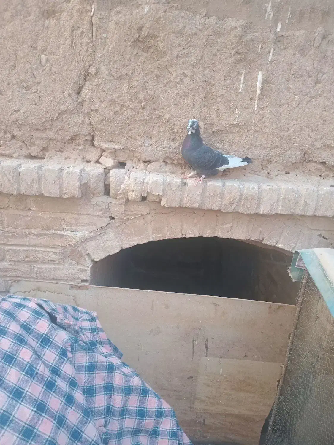 کبوتر  پرشی کبوتر گرو|پرنده|سمنان, |دیوار