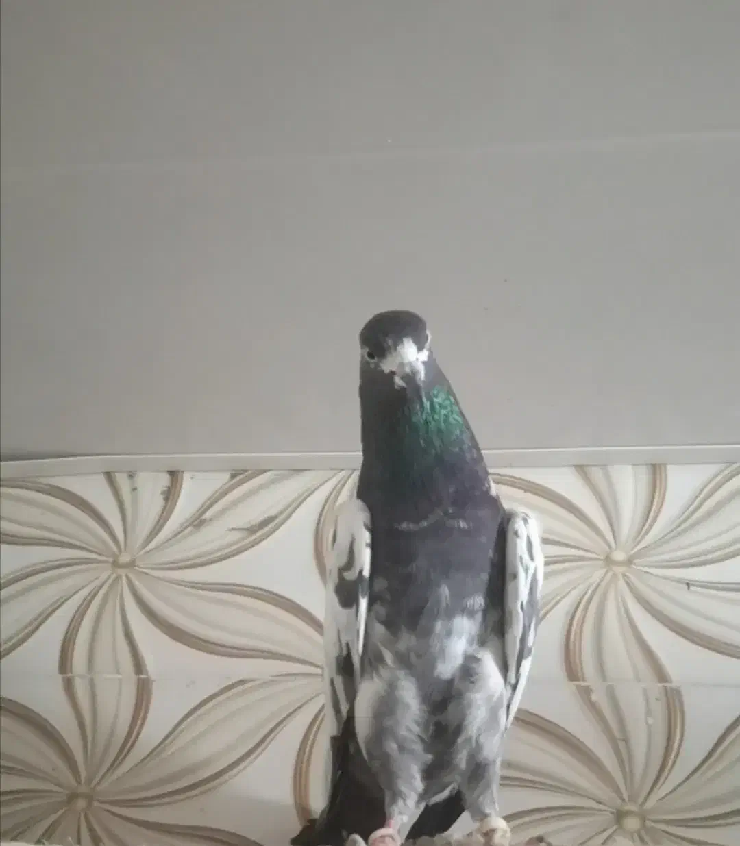 کبوتر چینا تیدی|پرنده|بوشهر, |دیوار