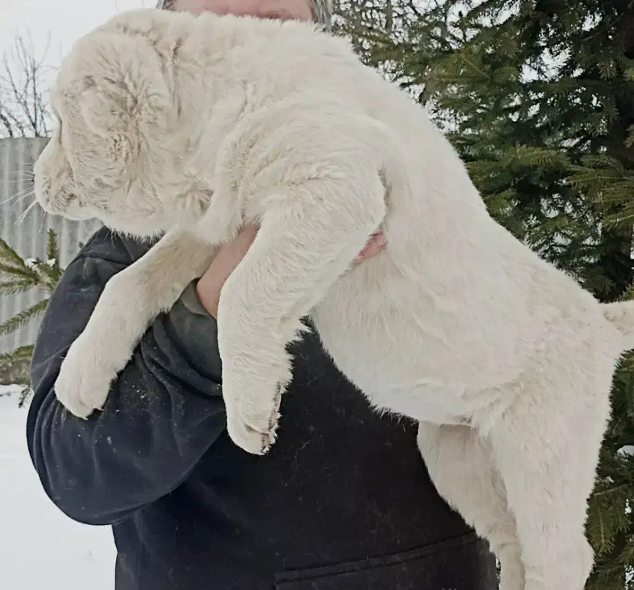 آلابای کائو روسی|سگ|تهران, بوستان سرخه حصار|دیوار