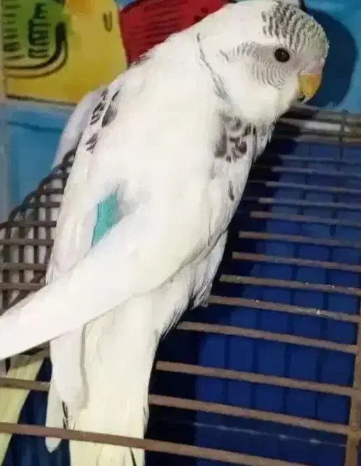 مرغ عشق|حیوانات|اصفهان, کوی ولی عصر|دیوار