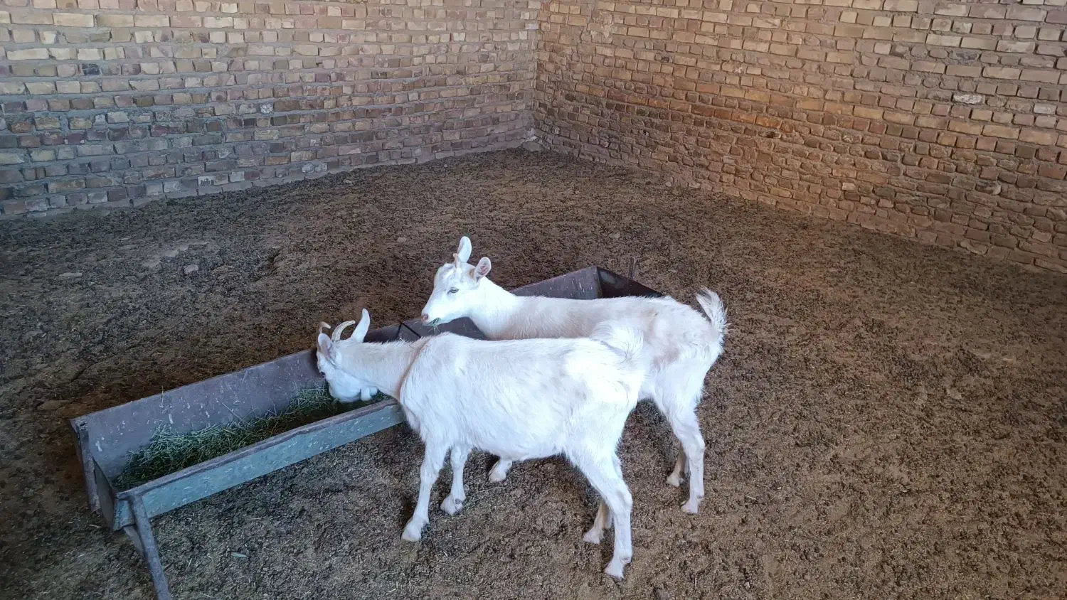 بزغاله سانن|حیوانات مزرعه|تربت جام, کاریز نو سفلی|دیوار