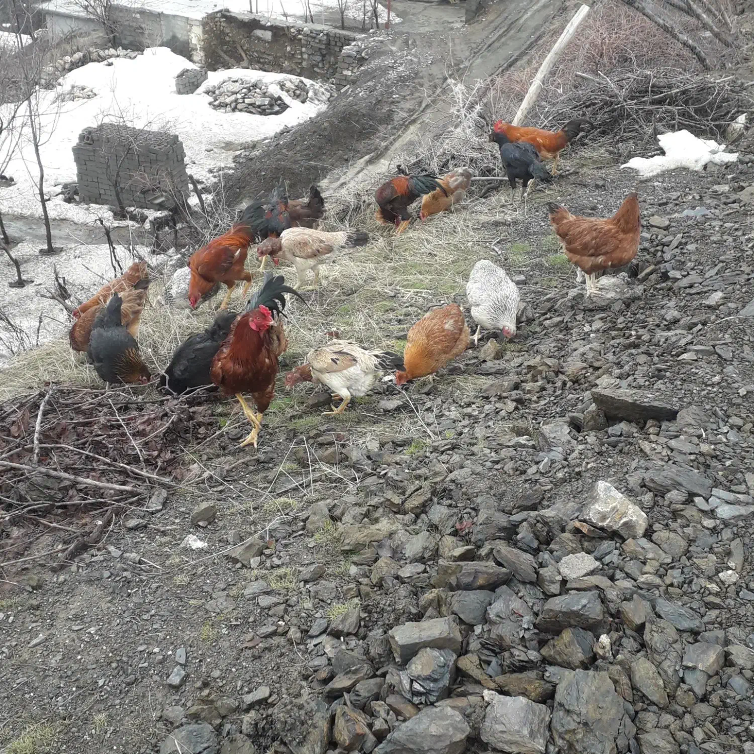 گلپایگان مرغ|حیوانات مزرعه|سردشت, |دیوار