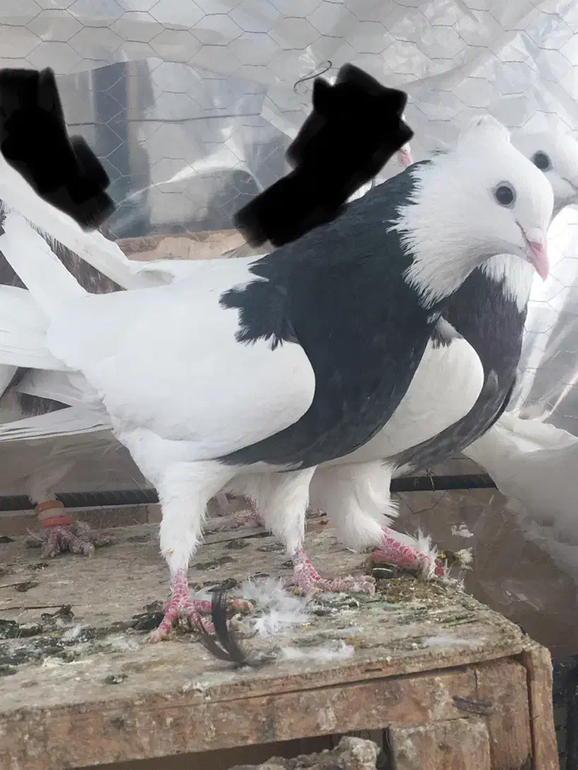 طوقی|پرنده|همدان, |دیوار