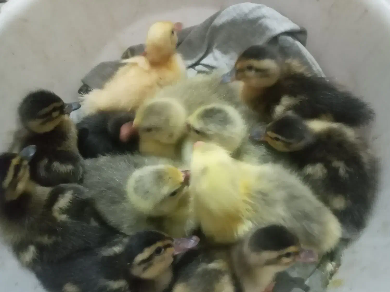 جوجه غاز|حیوانات مزرعه|رشت, حمیدیان|دیوار