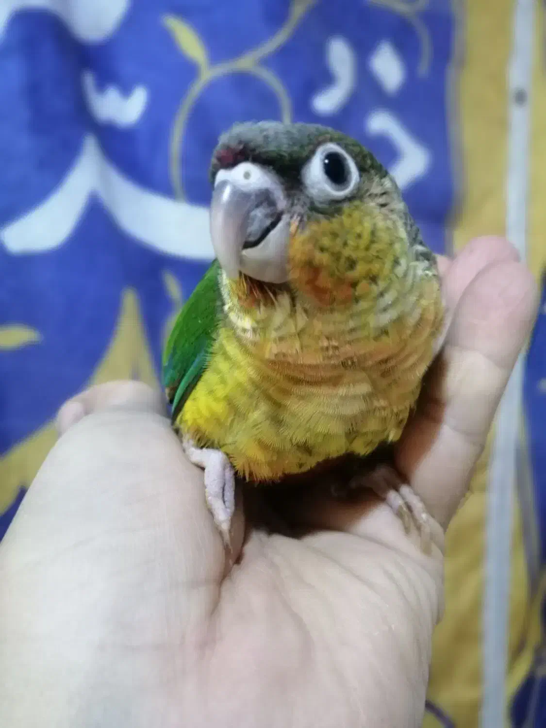 جوجه های سرلاکی گرینچیک در رنگهای مختلف ،راهب|پرنده|تهران, آشتیانی|دیوار