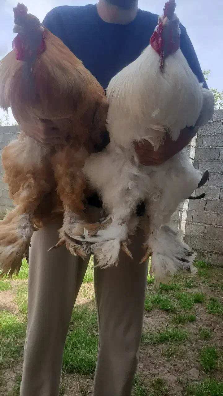 جوجه برهما|حیوانات مزرعه|رشت, نظری|دیوار