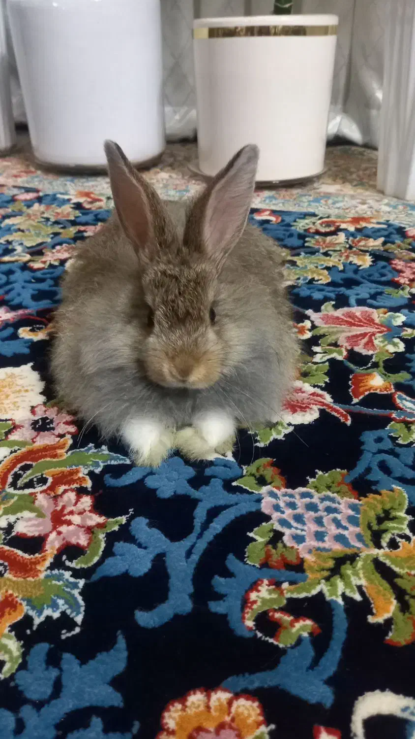 خرگوش کوچک سرحال .|موش و خرگوش|قرچک, زیبا شهر|دیوار