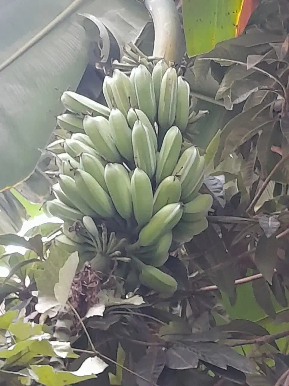 نهال موز با نازلترین قیمت|گل و گیاه طبیعی|ساری, |دیوار